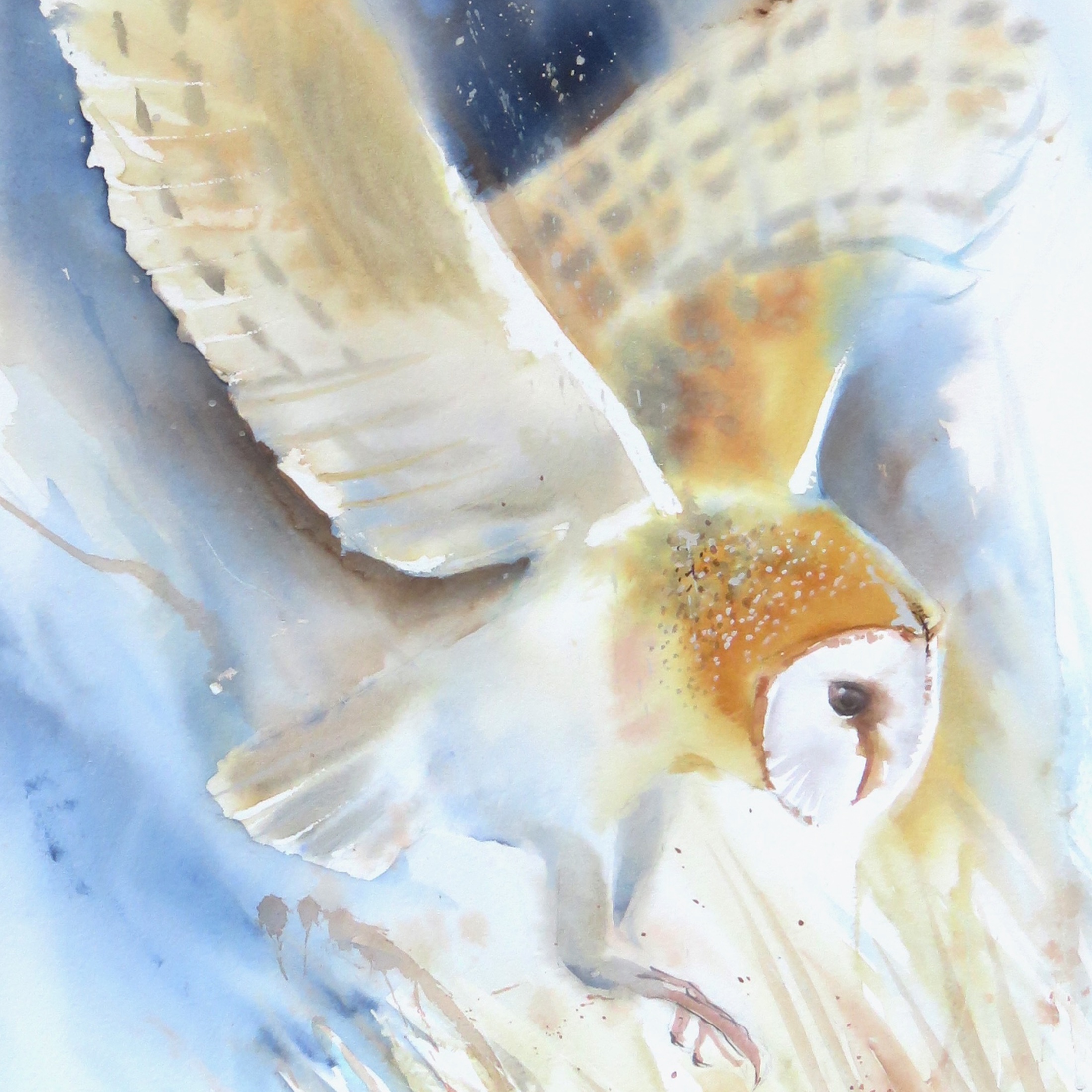 Barn Owl Swoop