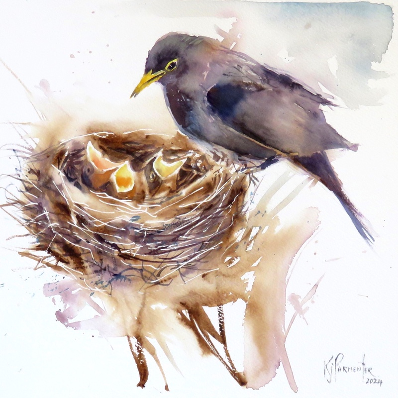 Blackbird Nest Watch