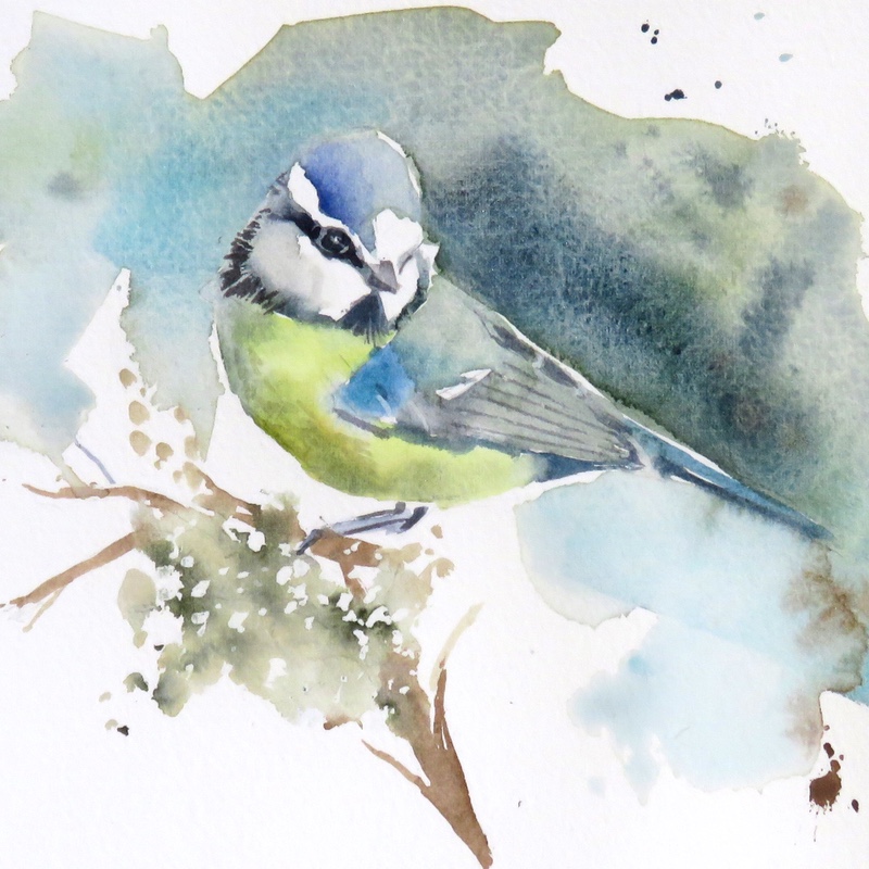 Bluetit Visit