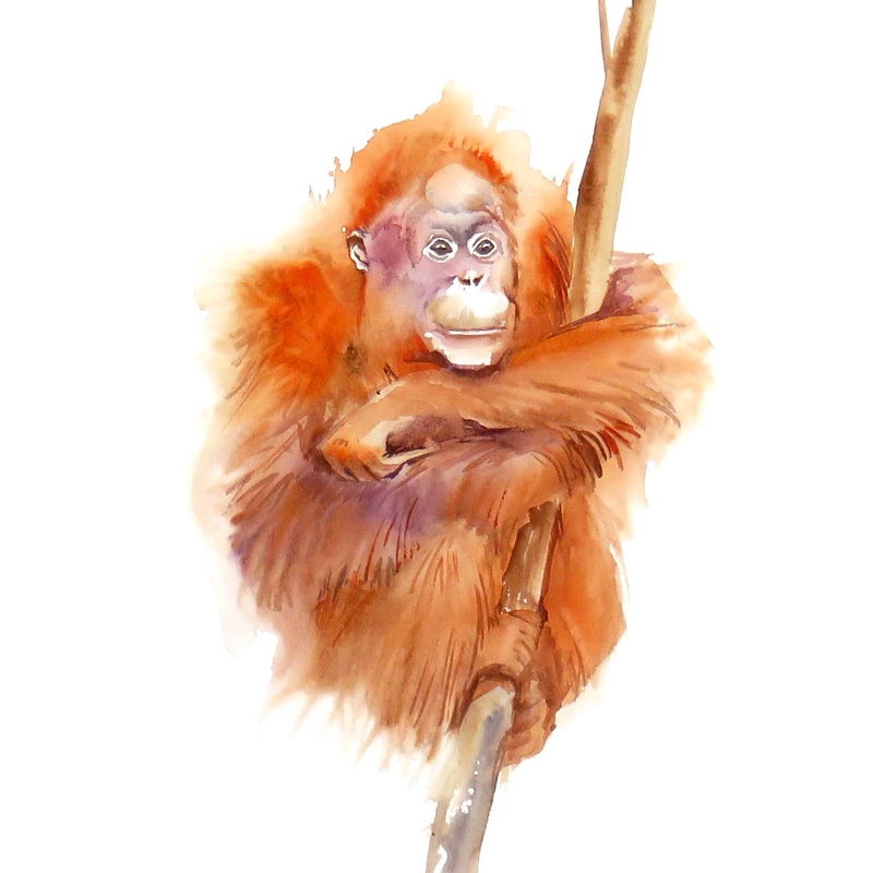 Orangutan just hanging