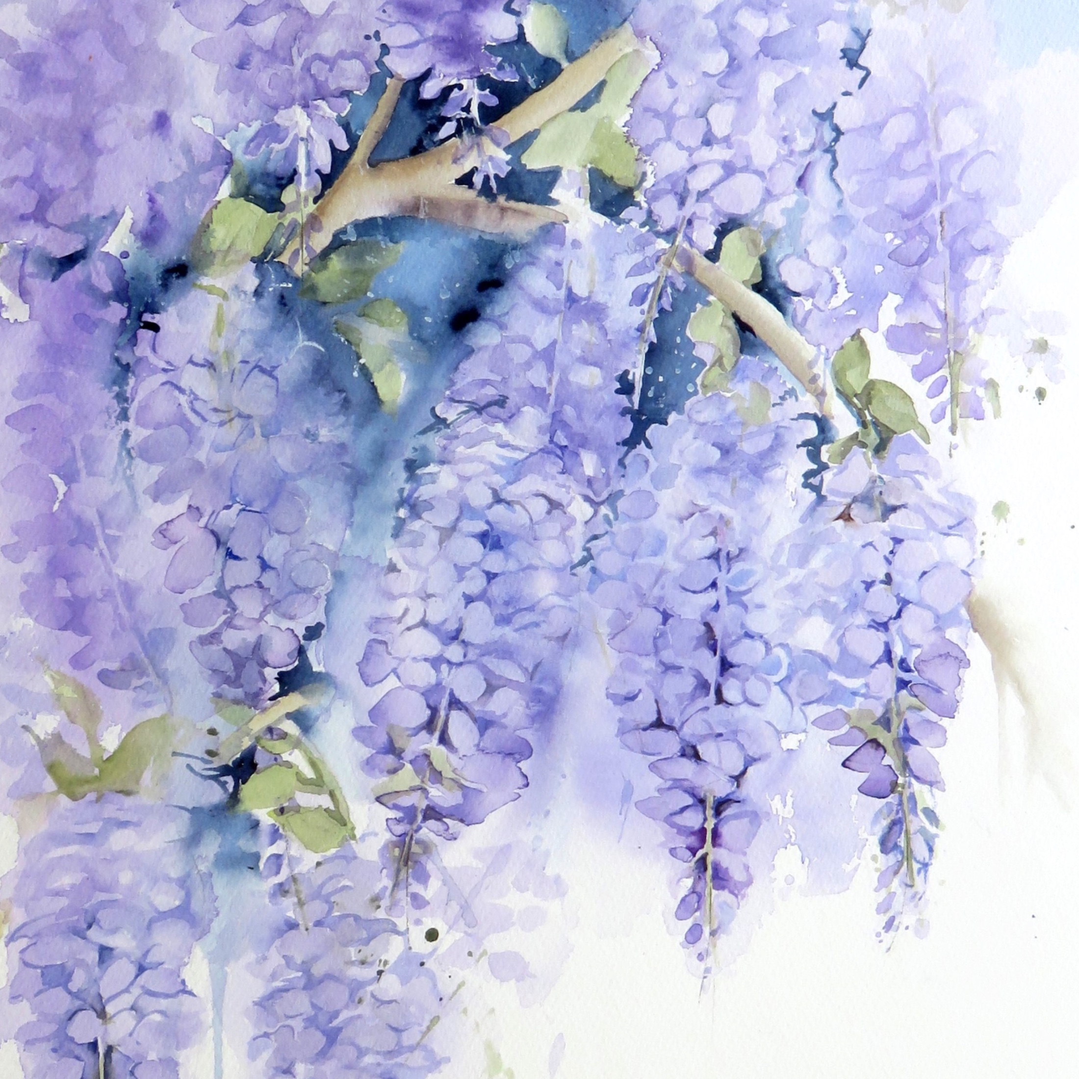 Wisteria Beauty