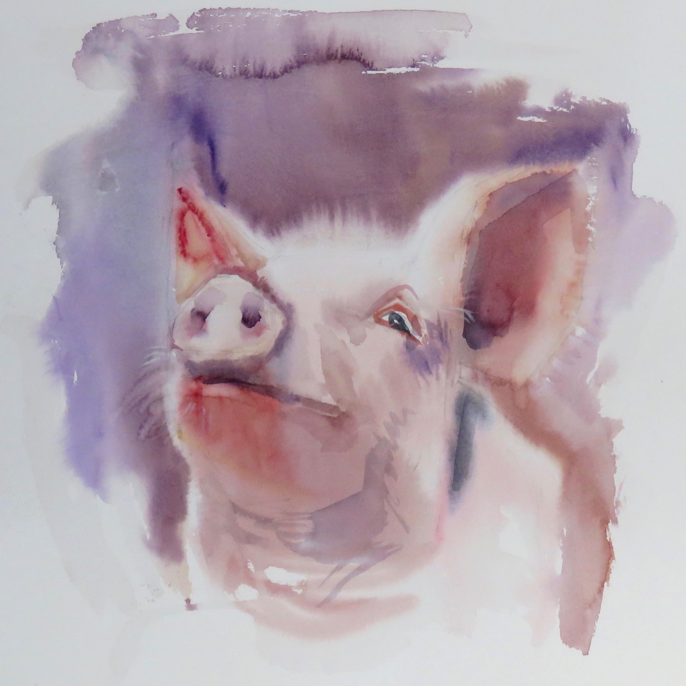 Pig in the pink Card
