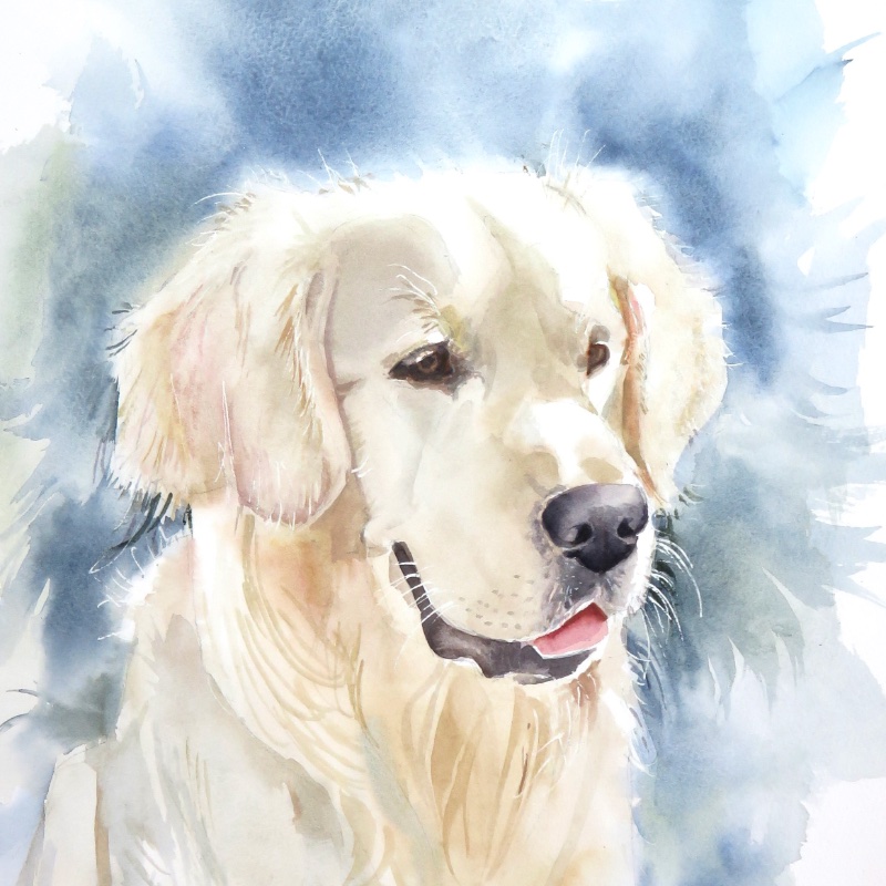 Alfie Golden Retriever