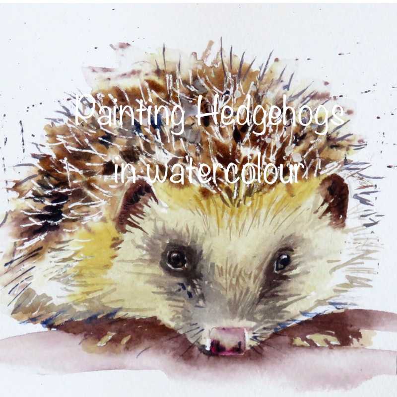 Hedgehogs – online tuition