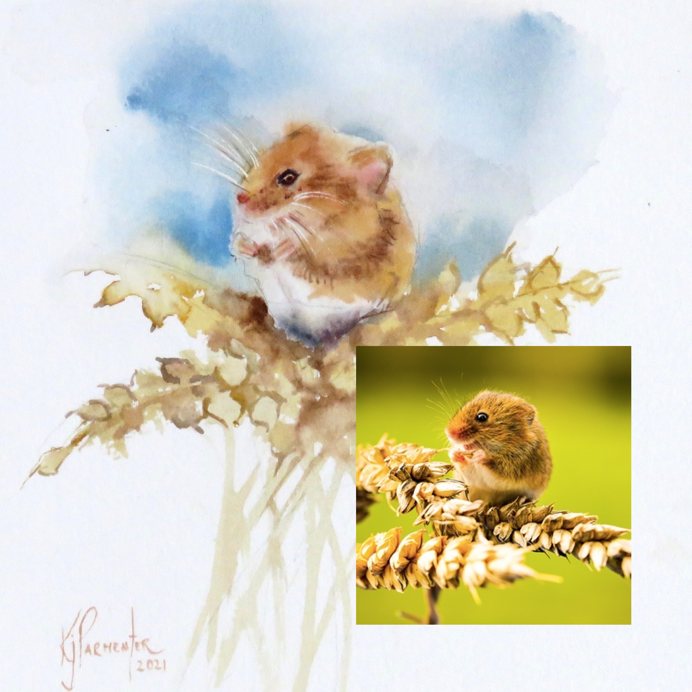 Harvest Mouse – online tuition