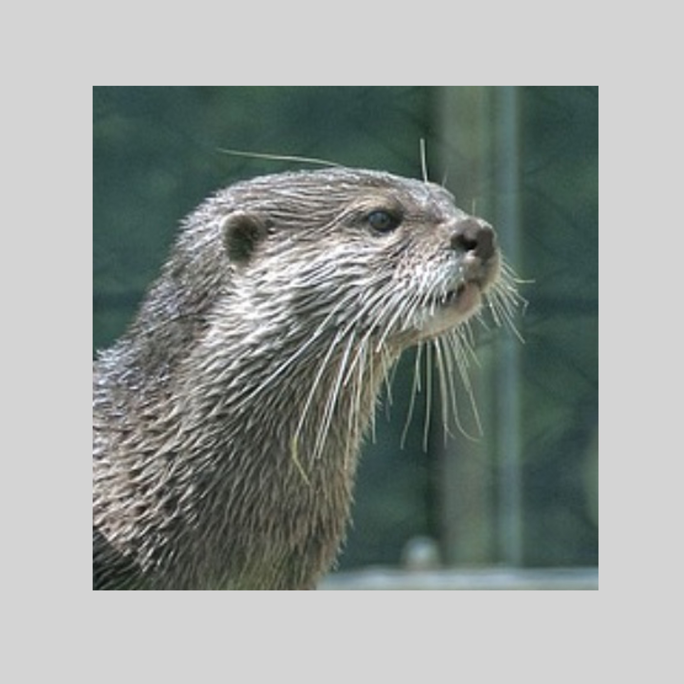 Otters – online tuition