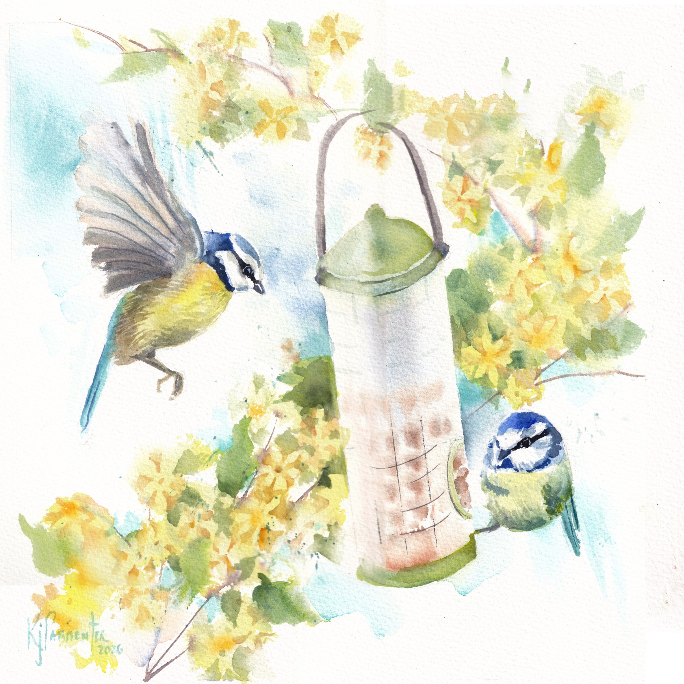 Bluetit and Forsythia