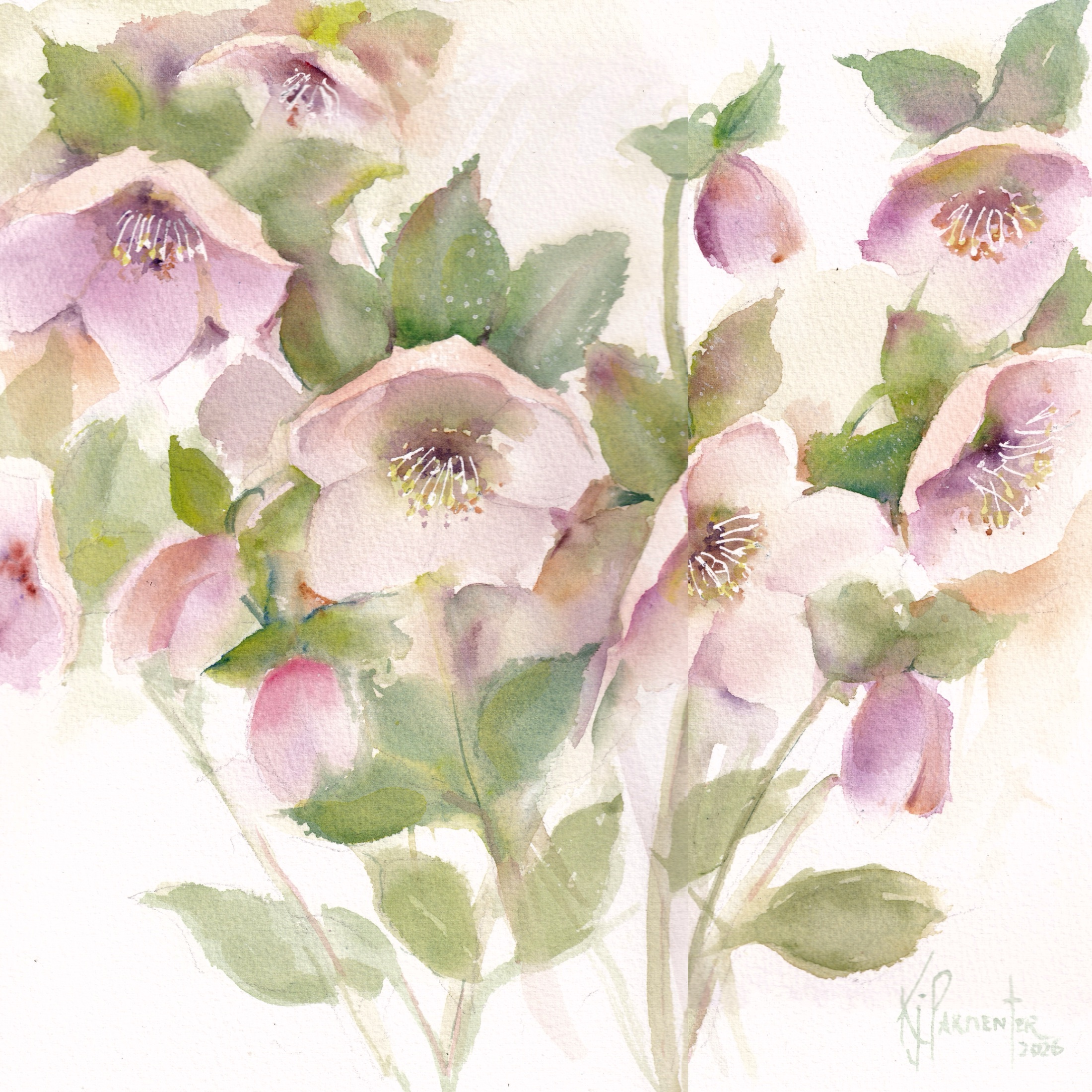 Hellebore Awakening