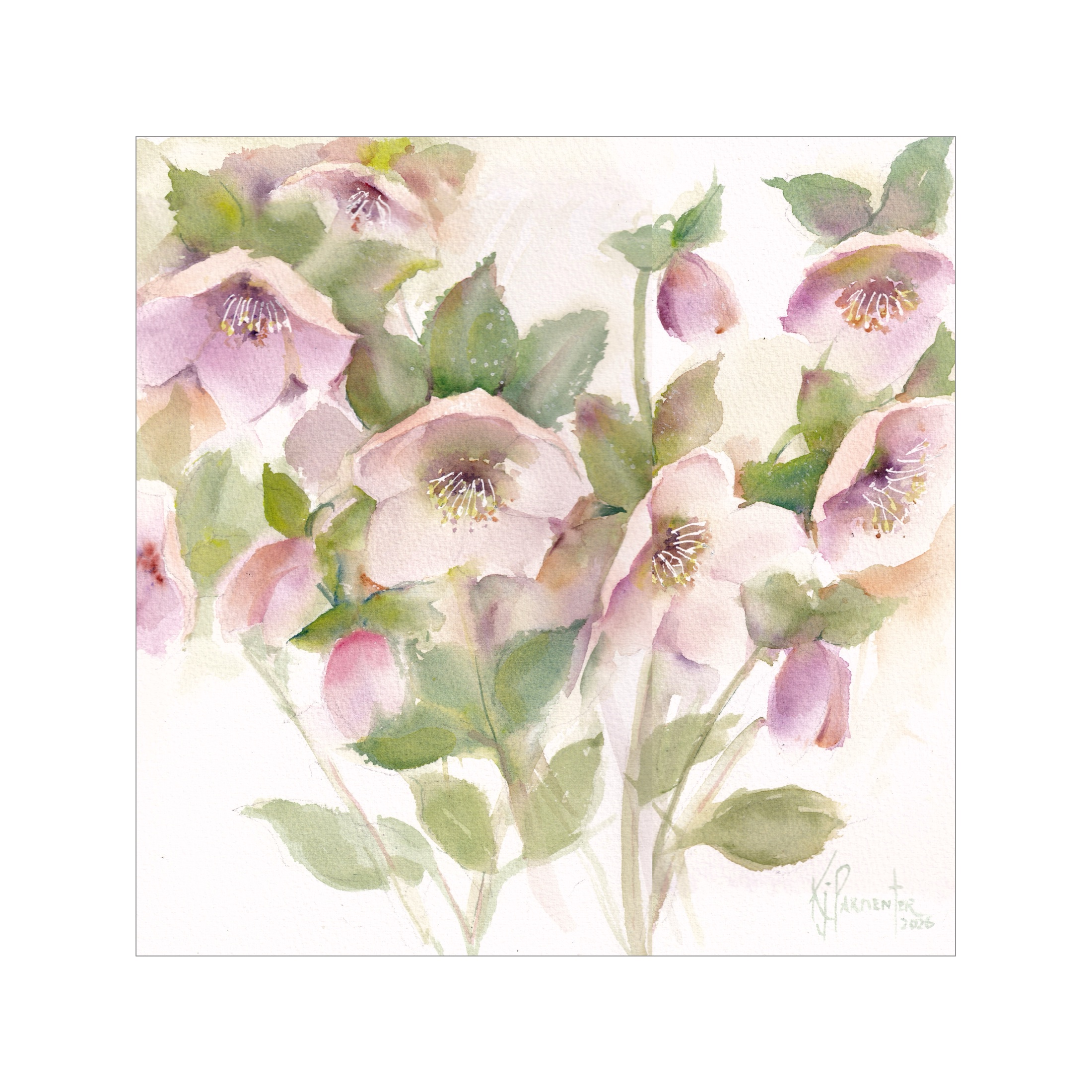 Hellebore Awakening