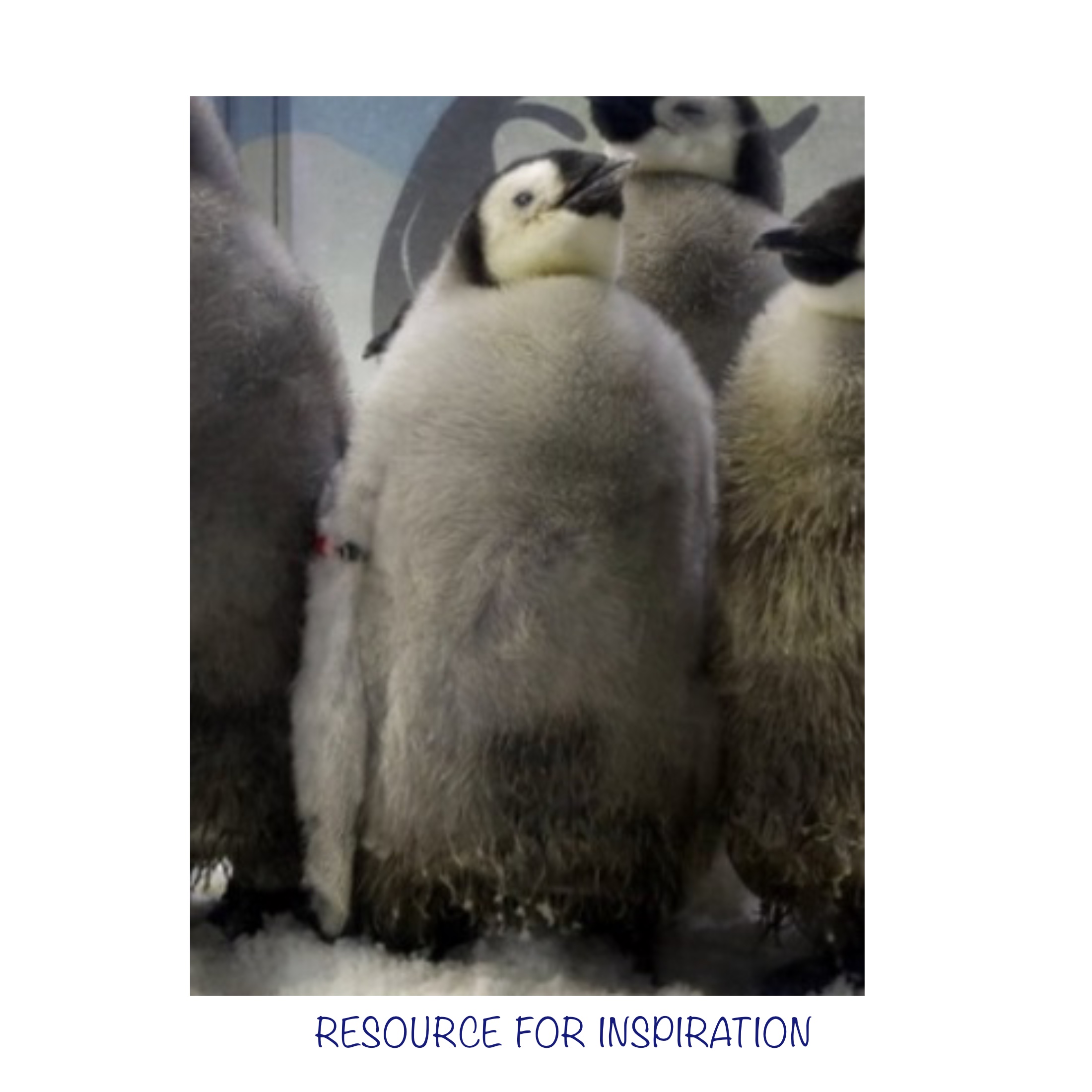 Penguin chick online tuition