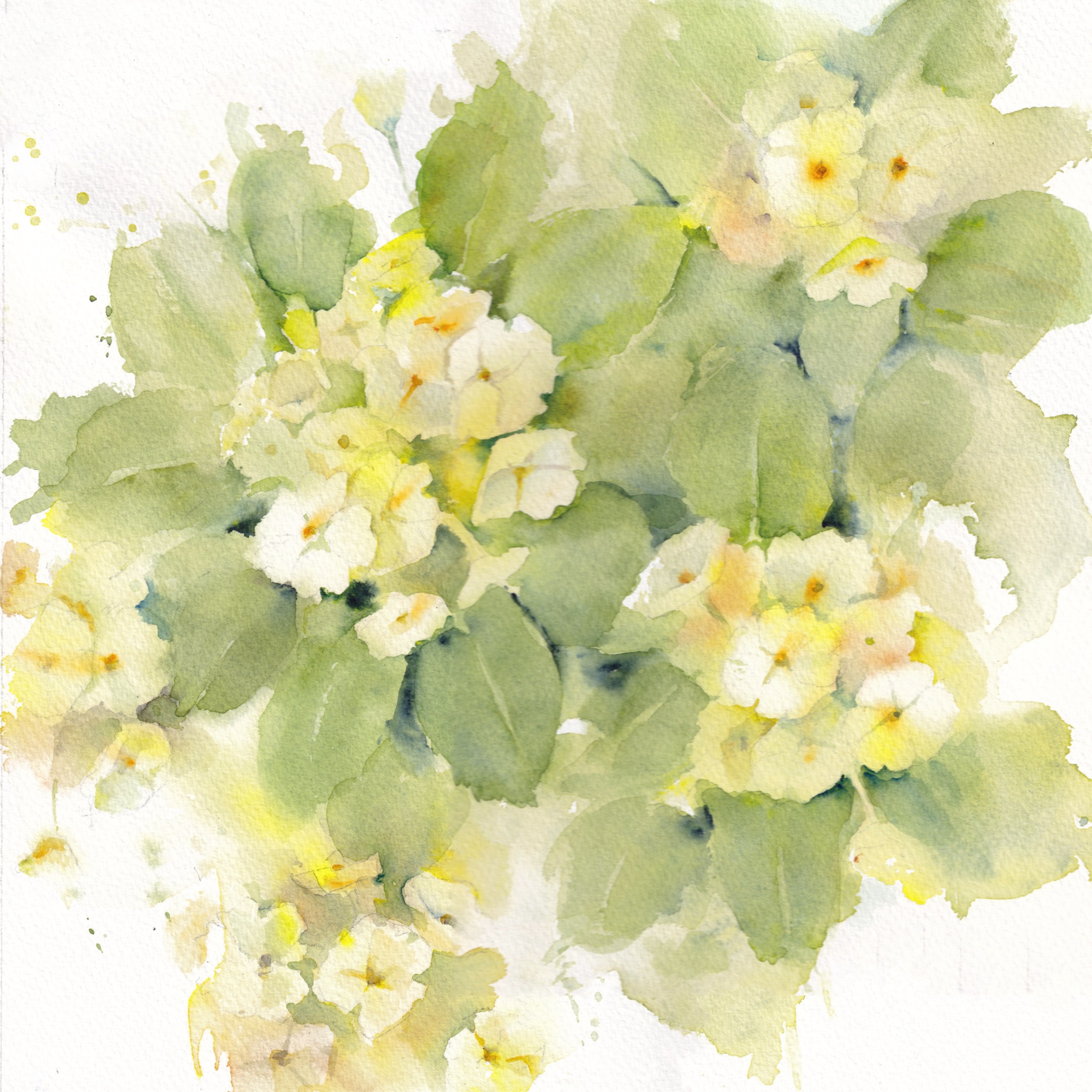 Spring Jewel – Wild Primrose